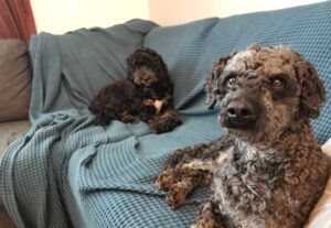 Tiina Raevaaran koirat Talvikki ja Igor nauttivat olostaan sohvalla.